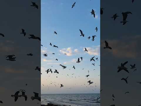 Beauty of Oman | birds | fishing | evening at aziba beach | Seaside | muscat
