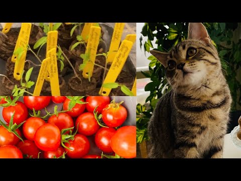 , title : 'Hvordan dyrke tomater fra frø! Del 1: “Dyrk tomater selv”'