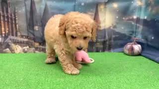 トイプードルの動画01