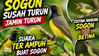 Download lagu SUARA PIKAT SOGON CUITAN ANAKAN SOGON vs SOGON BETINA || PALING AMPUH BUAT SOGON SUSAH TURUNNN!!!!!! mp3