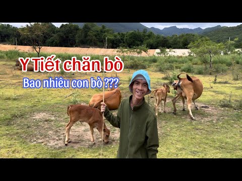 Chàng Trai Chăn Bò Hạnh Phúc Nhất Thế Giới - Soytiet