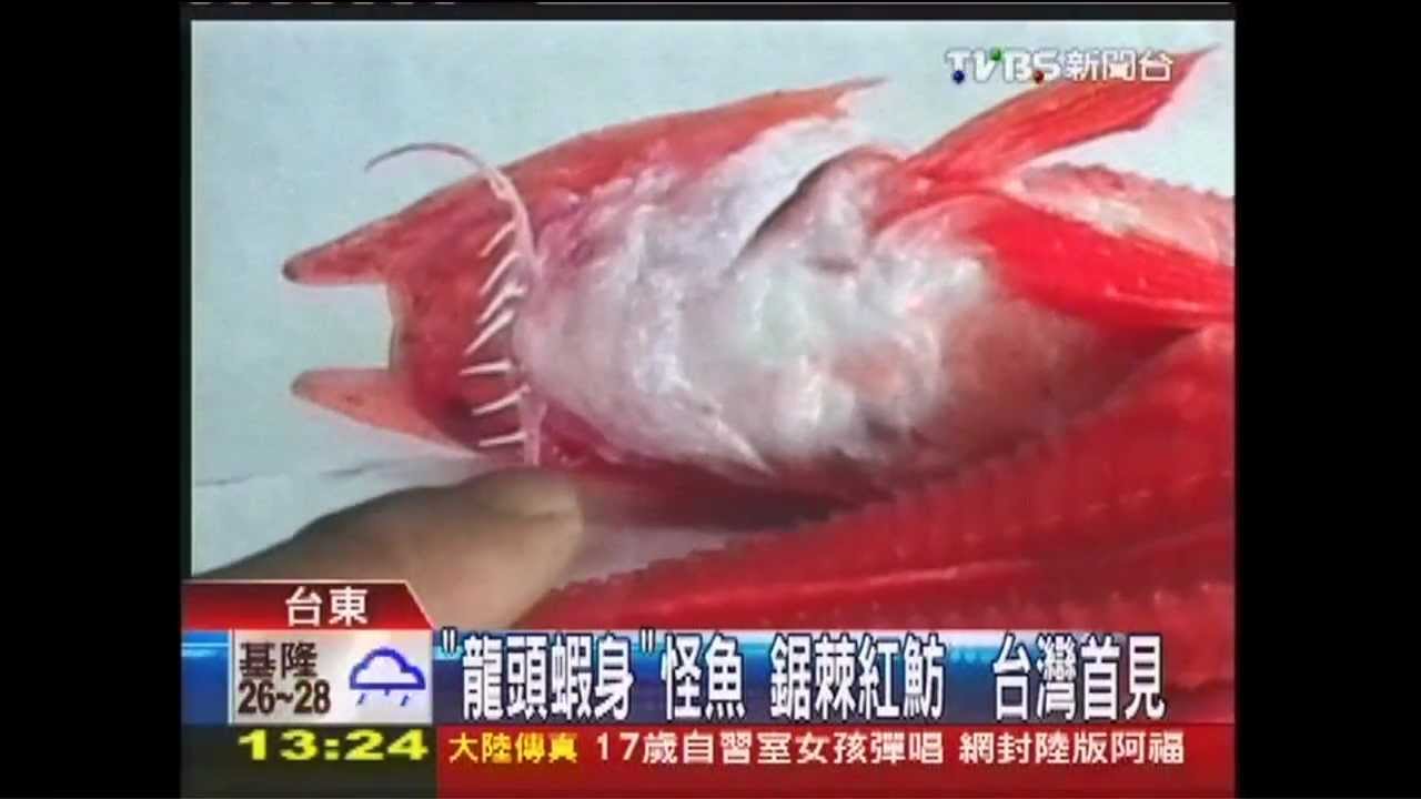 「龍頭蝦身」怪魚 鋸棘紅魴鮄台灣首見