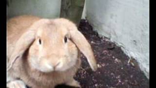 Super Furry Animals Suckers