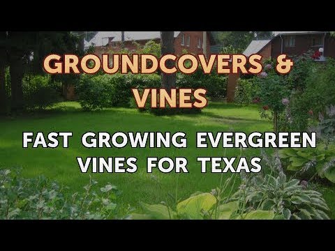 download lagu mp3 mp4 Fast Growing Evergreen Vines, download lagu Fast Growing Evergreen Vines gratis, unduh video klip Fast Growing Evergreen Vines