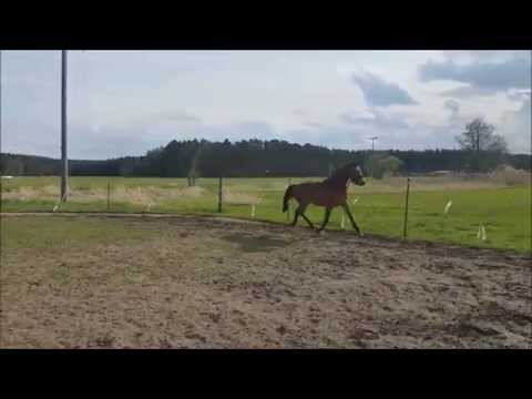 3 jährige Stute von Con Spirit  / Cornet Obolensky