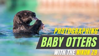 Nikon Z9 - Cute Baby Otters + Crazy Adventure: My 3 Day Journey in Homer, Alaska !