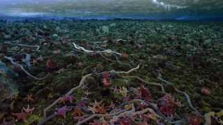 björk : hidden place (tour visual) [surrounded]