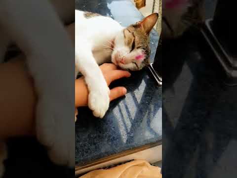 gusa ho gai meri biluu 😜😜