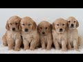 Golden Retriever dogs for sale: Shante  - Video 1