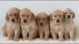 Video preview image #1 Golden Retriever Puppy For Sale in NEWPORT, PA, USA