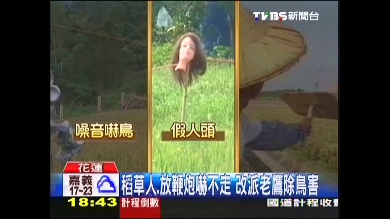守護農作物！「老鷹」驅鳥害　環保有效