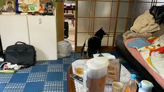 しゅたたたた………ッ！ #暴れ祝は親分気分