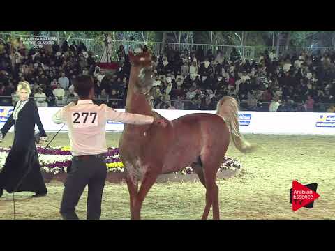 N.277 FEERAS EURAB EL SAHRAA - Asharqia Classic 2018