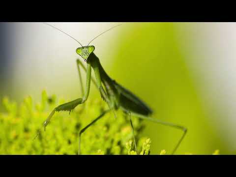 Nightcore - Revolea - Ms Nina, La Zowi, Taichu, Ebhoni