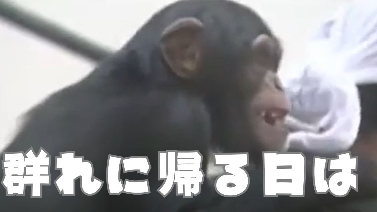 群れに戻る日は？　苦難乗り越え　レディ3歳