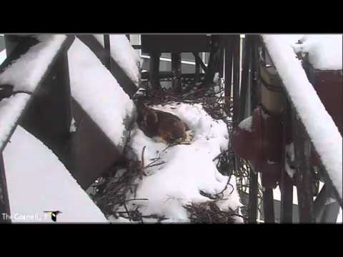 Red-tailed hawk nest