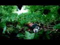 "Children of the Fae - The Changeling Quest ...