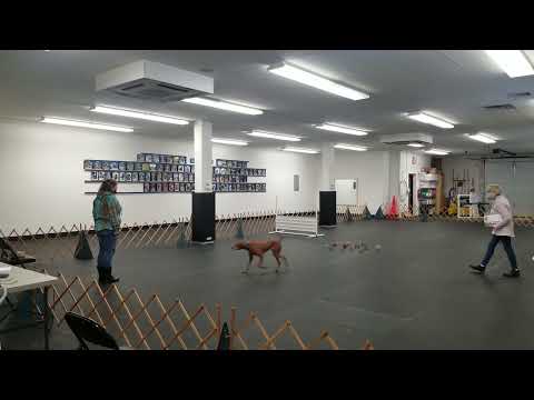 Mikayla AKC obedience utility match run at 1st dog training club of NJ facility