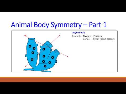 Animal Body Symmetry – 1, Asymmetry, Radial symmetry, Bilateral symmetry, Cephalization