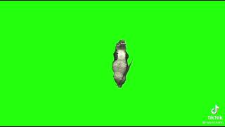 Download lagu Buaya green screen mp3