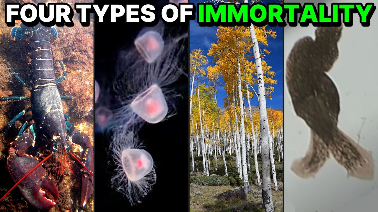 Immortality in Nature Explained