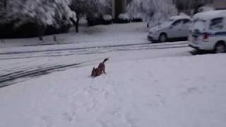 Toby playin in Snow
