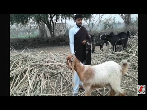 , title : 'Dera Din Panah White Brown Goat |  How To Check Goat Heat For Meeting | DDP Goat Breed'