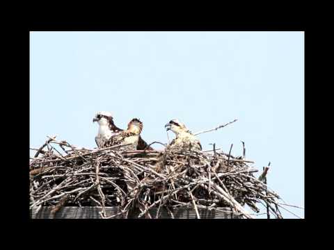 Mama Osprey and her babies