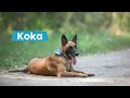 Koka w typie owczarka belgijskiego do adopcji! Adoptuj l! - 1