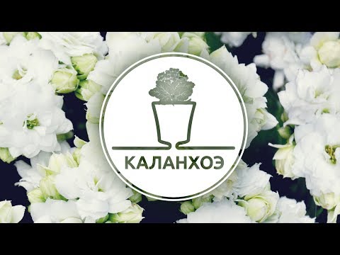 Миниатюра изображения товара Вазон Santino Arte / ART12WHT/BL (белый/черный)