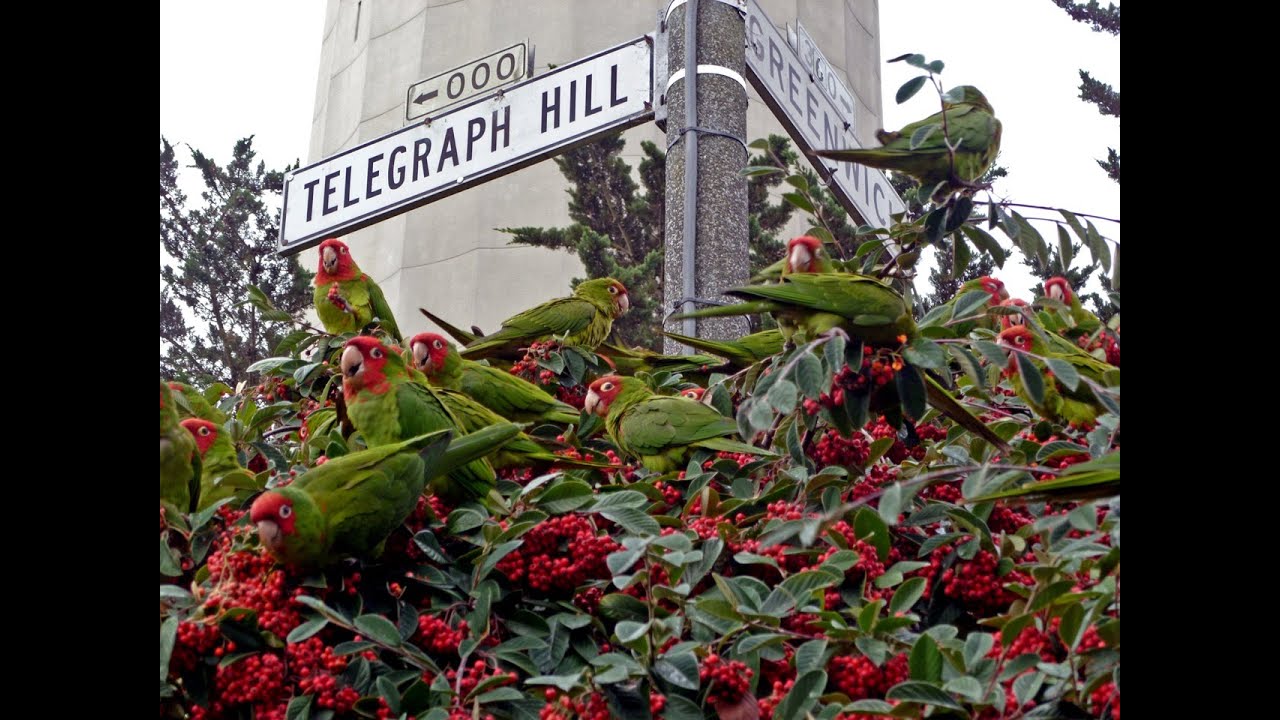 The Wild Parrots of Telegraph Hill — Official Trailer