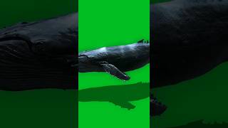 Download lagu green screen ikan paus untuk creator no copyright #editorindonesia #editing #feedshorts mp3 Download lagu green screen ikan paus untuk creator no copyright #editorindonesia #editing #feedshorts mp3