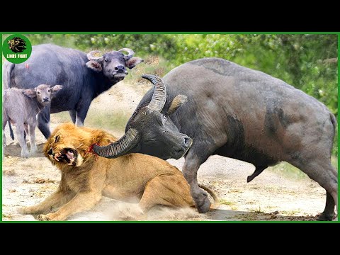 111 Horrific Moments When Deadly Horns Crush Predators | Animal Fight