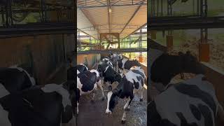Dia de aplicação de BST nas vacas leiteiras !!