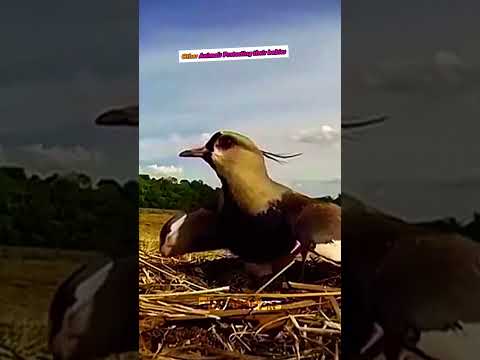 Mother Animals Protecting their babies❤️