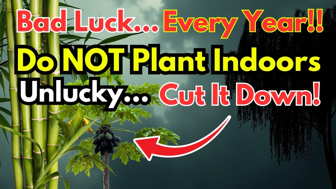 13 Trees You Shouldn’t Grow or Bring Indoors – Bad Luck, Blocking Wealth! Remove Them Now!