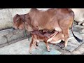ABS SAHIWAL SHAKTI MALE CALF 05 08 2021