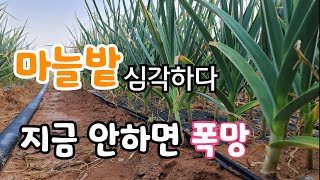 마늘밭 심각하다 지금 안하면 폭망 하지만 이거면 한방에 해결