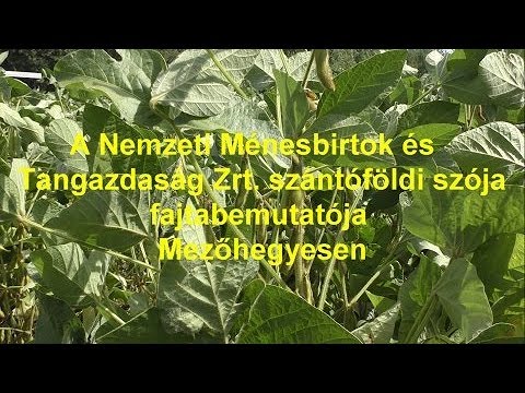 Tüszőparaziták által végzett diagnosztika, Tüszőparaziták által