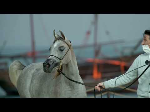 🌼 D MASHEE’AH 🌼⁣ Yearling Fillies B Class Winner⁣, 2022 KIAHF ARABIAN PENINSULA CHAMPIONSHIP