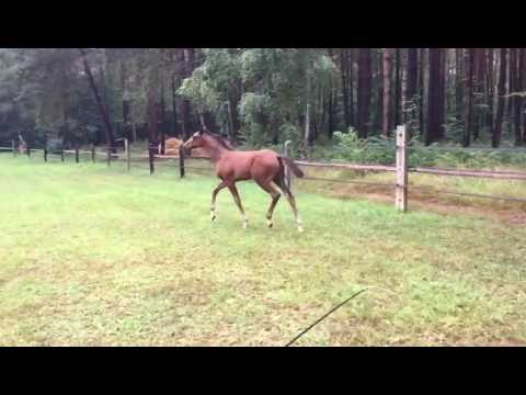 Schickes Cadeau Noir Fohlen Mai 2016