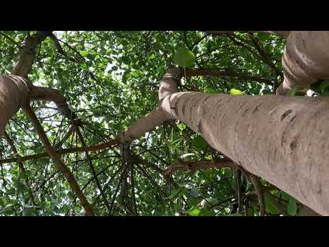 Nightbirde's It’s Okay Golden buzzer winner   #Nightbirde #Goldenbuzzer #AGT