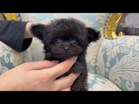 YouTube動画のサムネイル