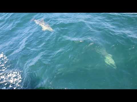 Dehler 30 OD Move On Up - Meet dolphins with Max and Lorry