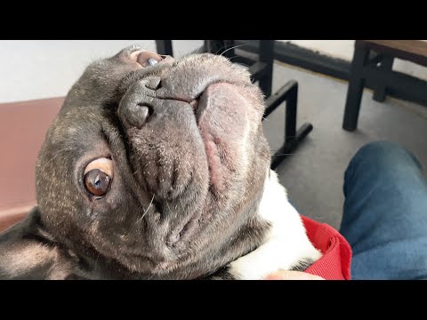 French bulldog makes you scratch him behind the ear