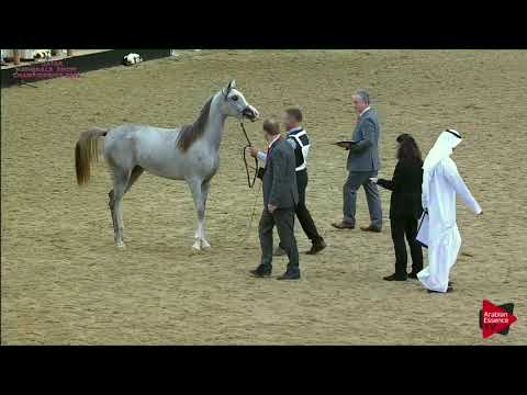 N 193 MUDAWAR AL SHAQAB   21st Qatar National 2018   Yearling Colts Class 6A
