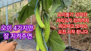 오이재배시 중요한것 4가지 줄기 15미터 서리오기 전까지 수확도전~~
