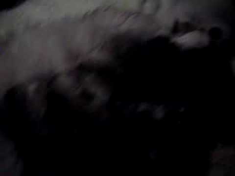 persian mothers loving all those baby's