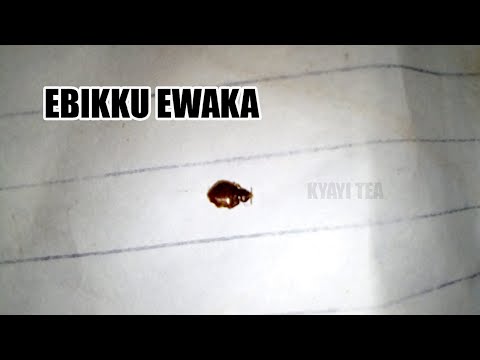 Ebikku Wobisanga Munyumba Webikulumba Ewa Manya Binno Bikulu nyo Ebiwuka Bino