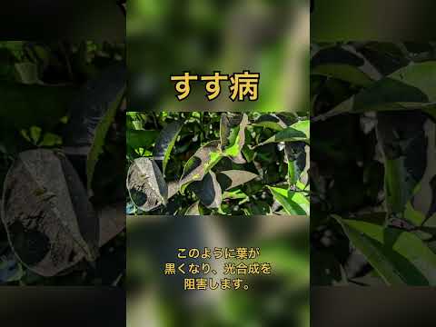 絶対知っておきたい4月・5月に剪定してはいけない植物8選  庭園